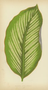 Maranta Alba-Lineata - English School